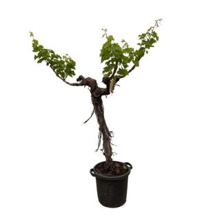 Branching grapevine (Vitis Vinifera), approx. 220 cm tall