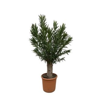 Oleander grown as a bonsai