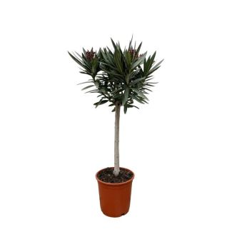 Pink Oleander on a Stem