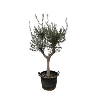 Olive tree on a trunk