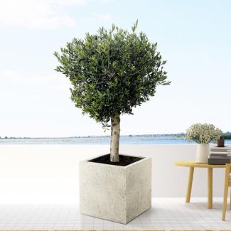 Olive tree