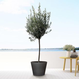 Standard Olive Tree