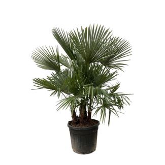 Chinese Windmill Palm Multi Stem