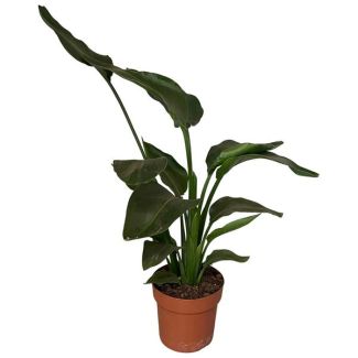 White Bird of Paradise Plant, Tropical Green Plant, Strelitzia Nicolai, Ø17cm - ↕65cm