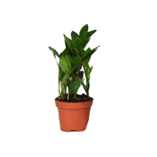 ZZ plant – Ø12 cm – 30 cm high