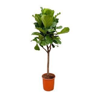 Ficus Lyrata with violin-shaped leaves, Violin Leaf Plant tree variant - 180 cm tall, ⌀30