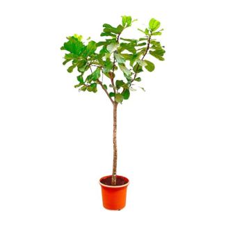 Violin Leaf Plant/Tree XXXL, Tropical Houseplant, Ficus Lyrata Tree XXXL Ø45-270cm High