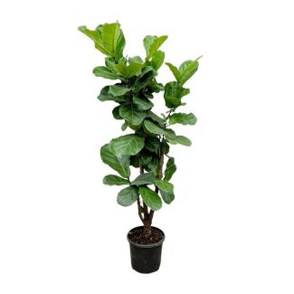 Air-purifying Ficus Lyrata branched - 150cm - Fiddle leaf fig for a healthy indoor climate
