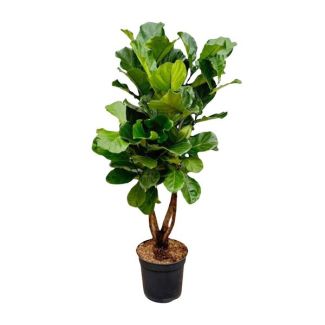 Aesthetic Ficus Lyrata XL variant - Branched Ficus indoor - approx. 170 cm high