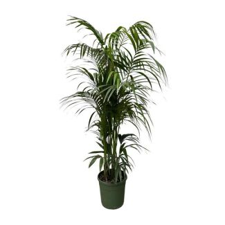 Elegant Houseplant in Dark Green | Kentia Palm Deep Green - 220 cm - ø38 - Non-toxic