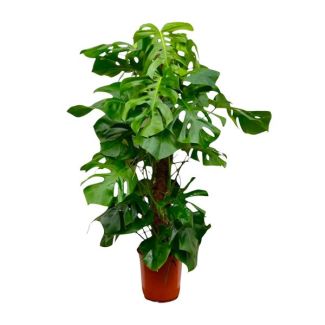 An XXL Swiss Cheese Plant, Green Houseplant, Tropical, Monstera Deliciosa XXL - 140cm - Ø27
