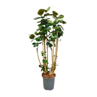 Large variant Polyscias scutellaria (Polyscias Fabian) | Good air purifier for indoor spaces - 150 cm high - ⌀30