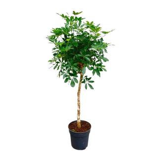 Finger tree with slender trunk | 170 cm tall Schefflera on trunk | Attractive houseplant