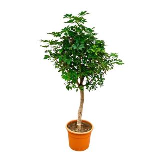 Maintenance-friendly room plant Schefflera on stem | Green Finger Tree indoor 200cm high - ø40cm