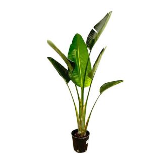 Exotic houseplant bird of paradise | Strelitzia Augusta for indoors and outdoors - 180 cm tall, ⌀24