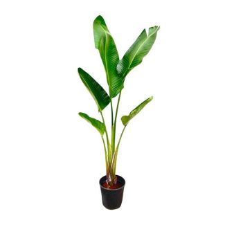 Tall indoor plant the White Bird of Paradise | Strelitzia Augusta low-maintenance | 2.1 meters high