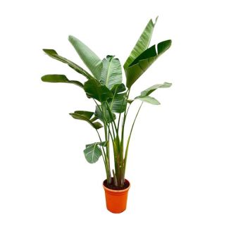 Strelitzia Augusta XXL indoor | Strong air-purifying houseplant Strelitzia Augusta - 250cm - ø38