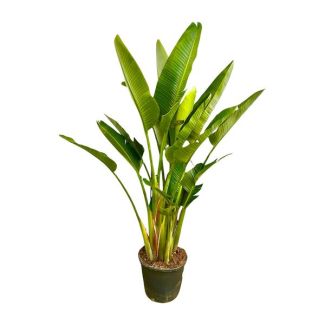 Indoor plant with multi-stem structure - Strelitzia Augusta multi stem XXL - 225 cm - ø32