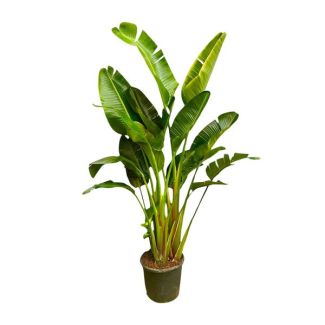 Multi-stemmed indoor plant XXL Strelitzia Augusta - 2.5 m high - ø30