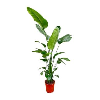 Strelitzia Nicolai 180 cm - Large Houseplant - Strong Air-Purifying Plant for Various Spaces
