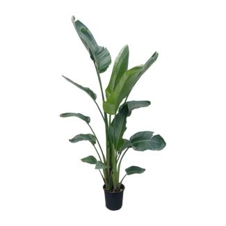 Strelitzia Nicolai XXL 190 cm - Impressive houseplant with large leaves - ø34