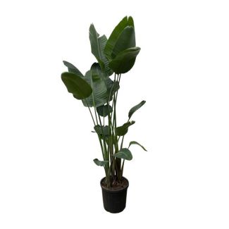 Strelitzia Nicolai XXL | 250 cm - ø34 | Impressive houseplant for indirect light