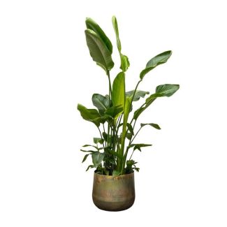 Large version of the Strelitzia Nicolai de Luxe | Green houseplant - 250cm - ø40 - Air-purifying properties