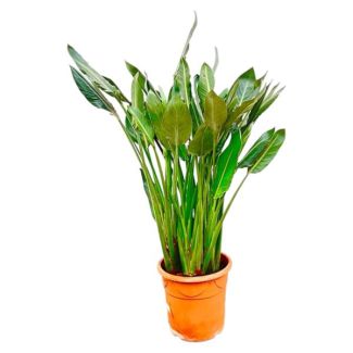 Exotic Strelitzia Reginae Plant XL | Easy Care - 150cm - ⌀30
