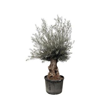 Olive tree bonsai