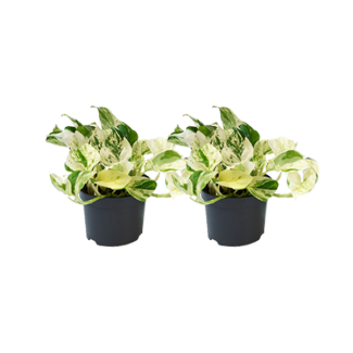 Dragon Ivy - 2 pieces of houseplants with heart-shaped leaves