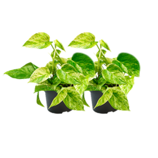 2 small Epipremnum plants - perfect for living rooms and bedrooms