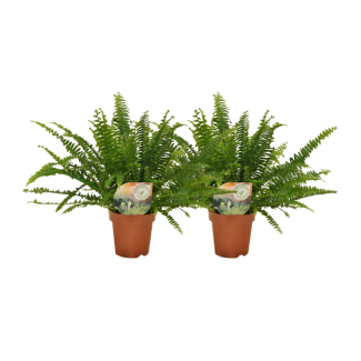 Curly fern plant 2 pieces - Air-purifying fern houseplant