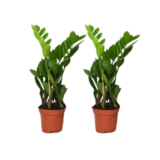 2 ZZ Plants - Zamioculcas Half Shade - Houseplant Living Room and Office
