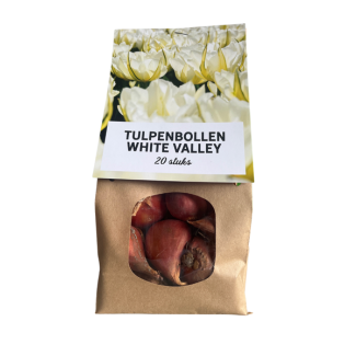 20x White Valley Tulip Bulbs - flower bulbs - tulips - White