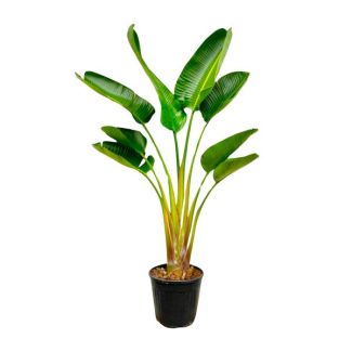 Strelitzia Augusta Refined Houseplant - 160 cm - Ø21cm
