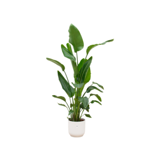 Set of Strelitzia Nicolai and white pot - 160 cm tall houseplant with pot included