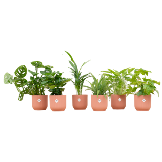Set of 6 houseplants | 6 green surprise plants | Includes 6 striking pink pots