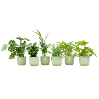 Green plant mix with 6 indoor plants - surprise plants in sorbet green pots Ø14