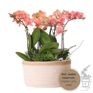 3 Butterfly Orchids Bolzano + Succulents in basket including water reservoir