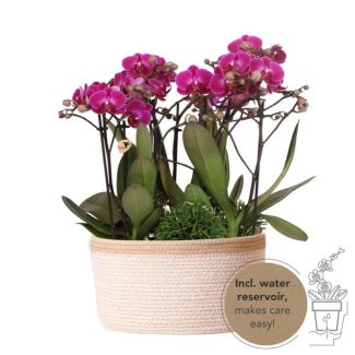 3 Butterfly Orchids Morelia + Succulents in basket including water reservoir