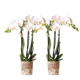 2 Pieces of Amabilis Butterfly Orchids