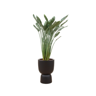 Combo deal - Strelitzia Reginae including elho Amber Coupe black Ø41 - 190 cm