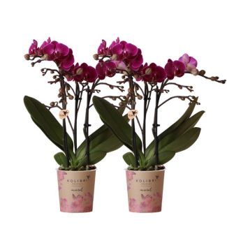 2 Pieces Butterfly Orchids Morelia