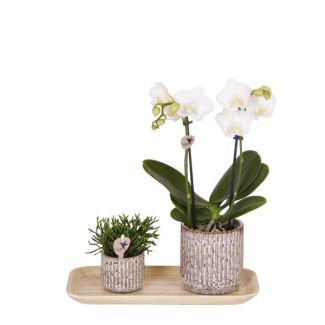 Butterfly orchid Amabilis + succulent in Jaguar decorative pot on bamboo tray