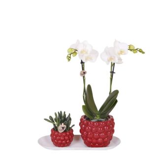 Butterfly Orchid + Succulent in Red Pot on Tray
