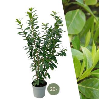 20 Pieces of Laurier Cherry Novita = 10 meters of Hedge