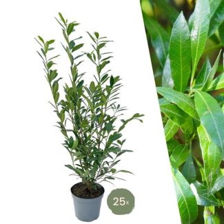 25 Pieces of Laurel Cherry 'Caucasica' = 10 meters of Hedge