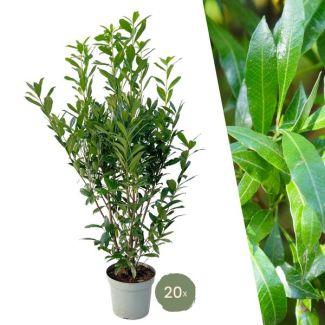 20 Pieces of Laurel Cherry = 10 meters of Hedge