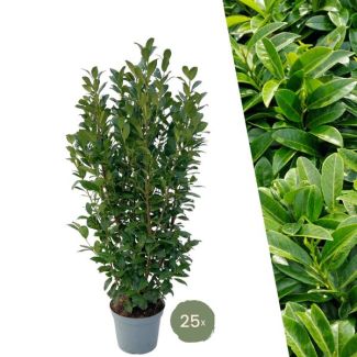 25 Pieces of Laurel Cherry Obelisk = 10 meters of Hedge
