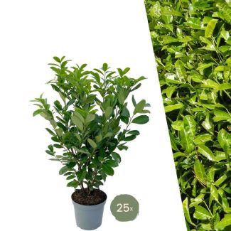 25 Pieces of Laurier Cherry Rotundifolia = 10 meters of Hedge